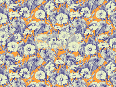 Seamless Botanical Pattern. Bindweed flower.