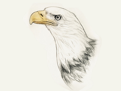 Eagle sketch animal drawing eagle realistic sketch wildlife