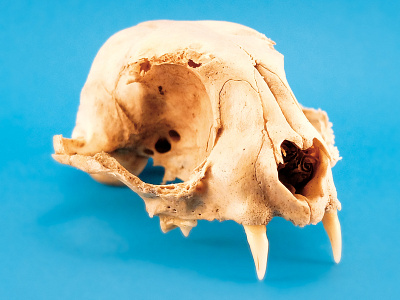 Photography - Cat Skull photography still life