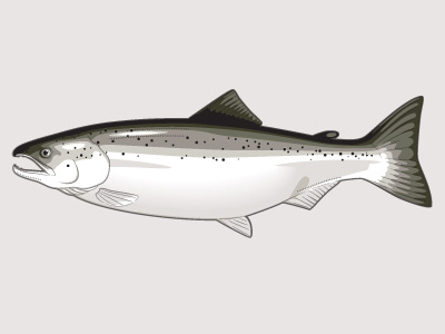 Trout fish illustration trout
