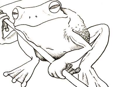 Phonic Frog with a flag illustration pen and ink sketch