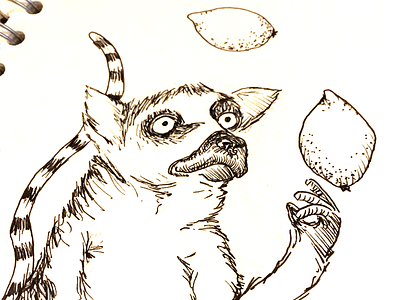 Lemur illustration pen and ink sketch