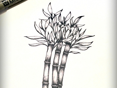 Sugarcane drawing illustration plant