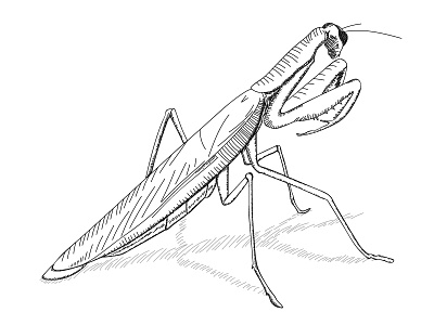 Day 11 – Praying Mantis 30daychallenge animal drawing hatching illustration mantis praying realistic