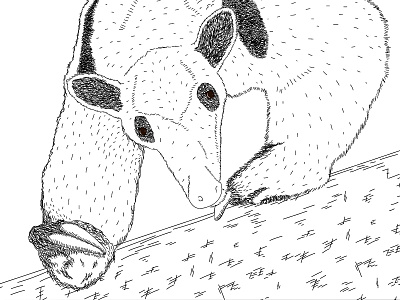 Day 13 – Tamandua 30daychallenge animal ant anteater drawing hatching illustration realistic tamandua