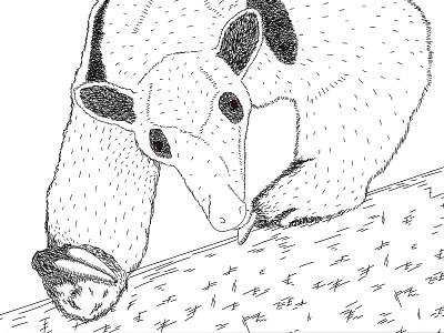 Day 13 – Tamandua