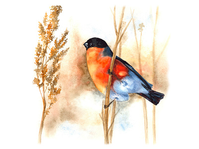 Bullfinch bird book branding design encyclopedia graphic design illustration ornithology typography watercolor