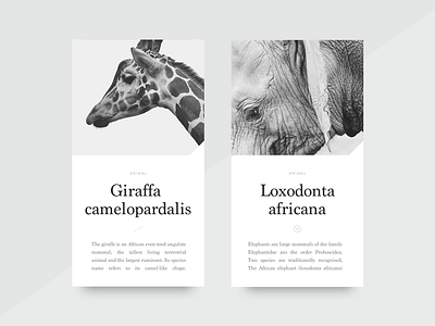 Cards adapted to mobile animal article blog cards design mobile ui ux