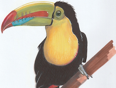 Tucano Toucan 2018 animal illustration colorpencil design design art drawing illustration inkdrawing marker pen realistic drawing rosanebadan sketching toucan