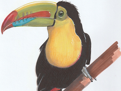 Tucano Toucan 2018