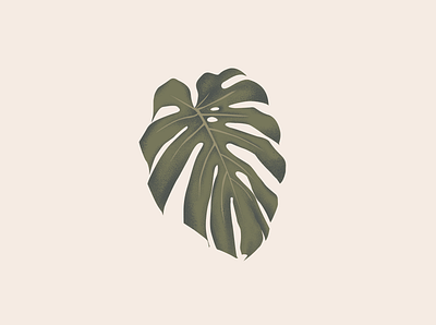 Monstera costela de adão flat flat design illustration monstera plant plant illustration