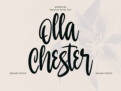 Olla Chester Script Font 3d animation beauty font branding brush font calligraphy font design font fonts graphic design grunge handmade font illustration logo motion graphics nostalgic script font ui