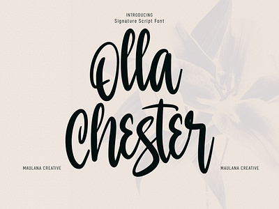 Olla Chester Script Font 3d animation beauty font branding brush font calligraphy font design font fonts graphic design grunge handmade font illustration logo motion graphics nostalgic script font ui