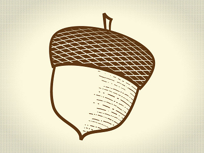 Acorn illustration