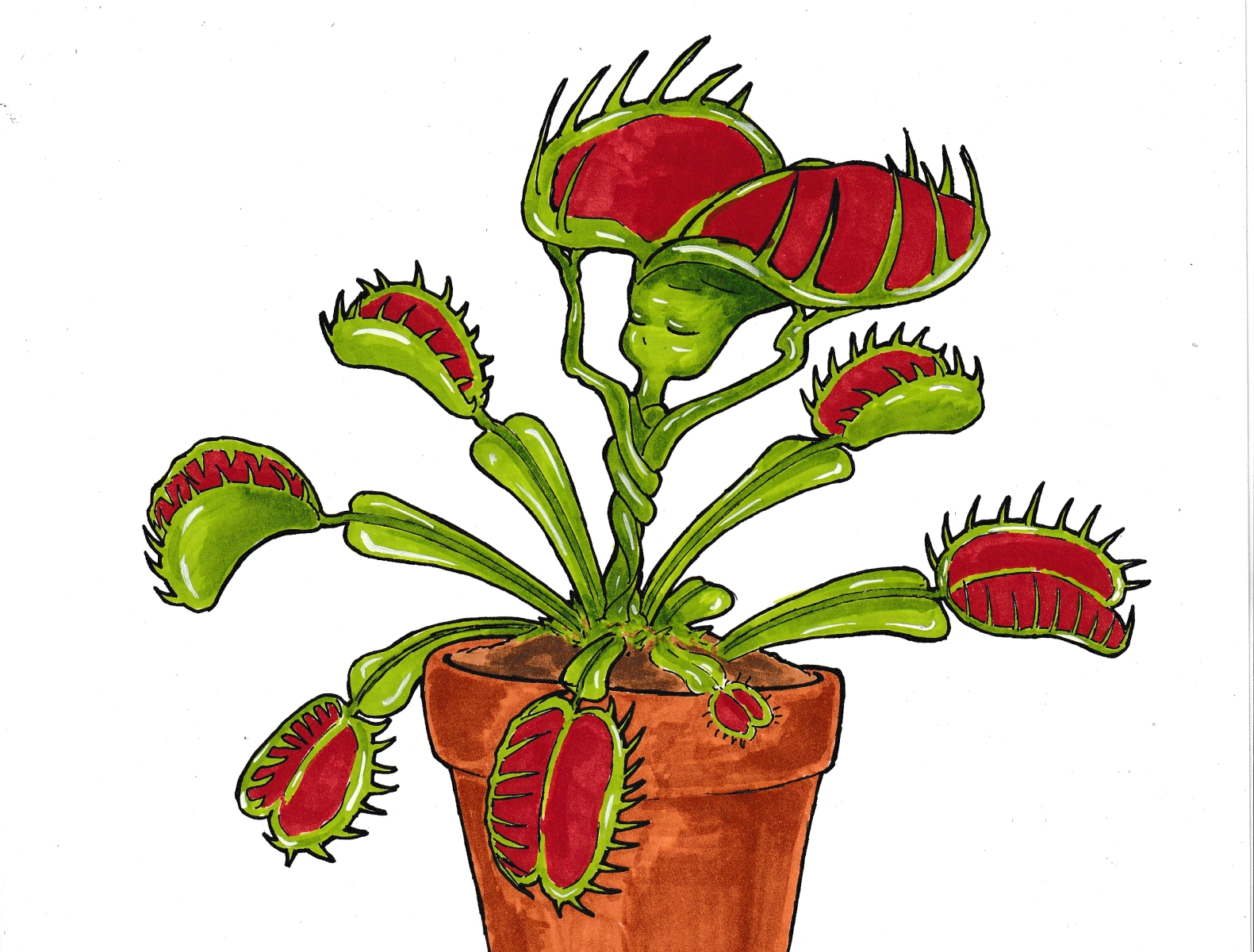 fly trap by Jule Sand on Dribbble