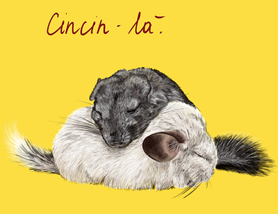 Chinchilla animal animal illustration chinchilla illustration realistic sleep soft yellow