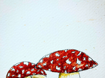 Amanita Muscaria