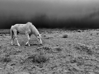 Horse on the Mesa