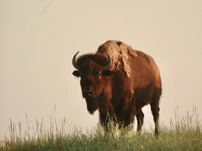 Buffalo