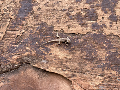 Lizard in Utah