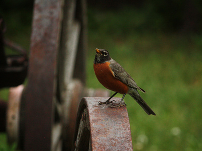 Bird on an Antique antique bird closeup colorado nature outdoors photograph robin