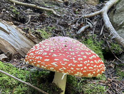 Amanita Muscaria amanitamuscaria colorado forest forestfloor mushroom photograph woods