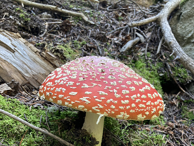 Amanita Muscaria amanitamuscaria colorado forest forestfloor mushroom photograph woods