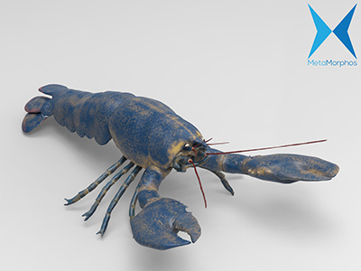 Lobster 3d app 3d model biology character science