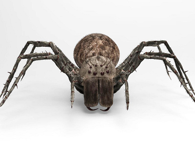 Spider 3d app 3d model biology character science