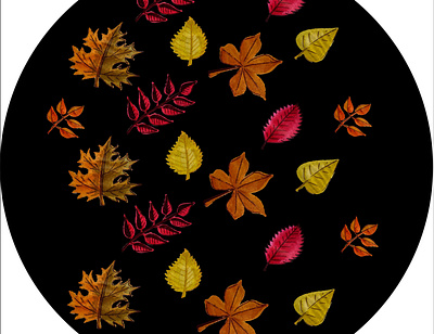 Autumn set of leaves of different trees. Yellow, red, orange, ma acorn autumn autumn time background botanical botany chestnut color decoration design fall floral foliage forest golden autumn leaf vector