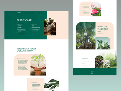 Fitonia — planting of greenery, plant care, space improvment aestetics design figma fitonia floralshop floral bouti flower flowers flowerslovers green greenery greenfriends leaf leaves plant plantcare plantingofgreenery plants plantshop siteforfloralshop siteforplantshop