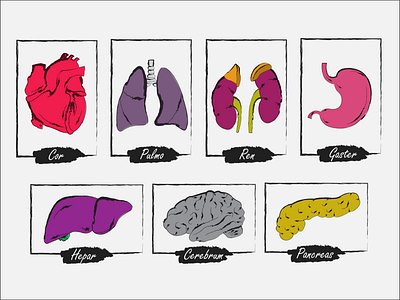 Organ anatomy anatomy brain heart illustration kidneys liver lungs organs pancreas stomach vector