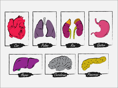 Organ anatomy