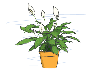 Peace Lily flower illustration leaf organic peace plant pretty