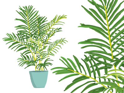 Plants II areca flower illustration nature palm plant pretty tree water color