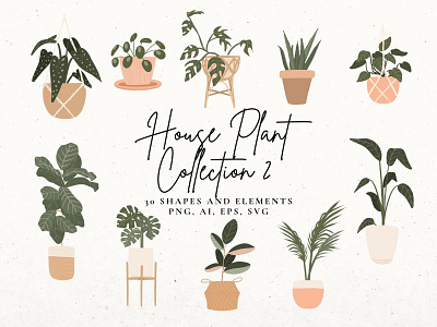 House Plant Collection #2 house plants indoor plants monstera plant clip art rubber plant