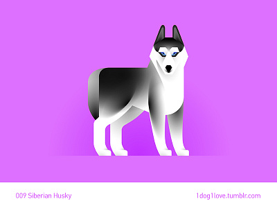 Siberian husky animal cute design dog flat husky illustration illustrator puppy siberian