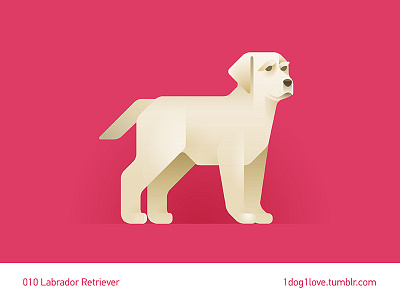 Labrador animal cute design dog flat illustration illustrator labrador puppy