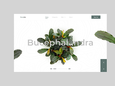 plant info aquascape bucephalandra hero section nature plant ui ui design ux design website design wild plant
