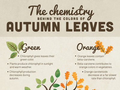 Chemistry Behind Autumn Leaves Infographic By Anne Larkina On Dribbble