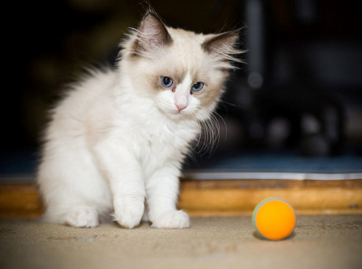 mavi rus kedisi bakımı animal cat dog kedi parot pet