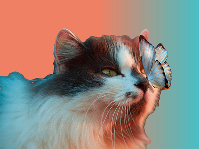 Cat+Butterfly Poster Concept butterfly cat complementary cute animal design edited fantasy gradient nature photoediting photoshop poster