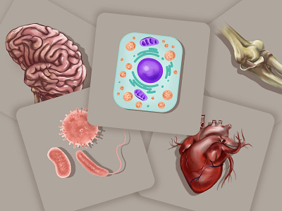 Illustrations for Christmedschool's website anatomy digital art illustration medical illustration