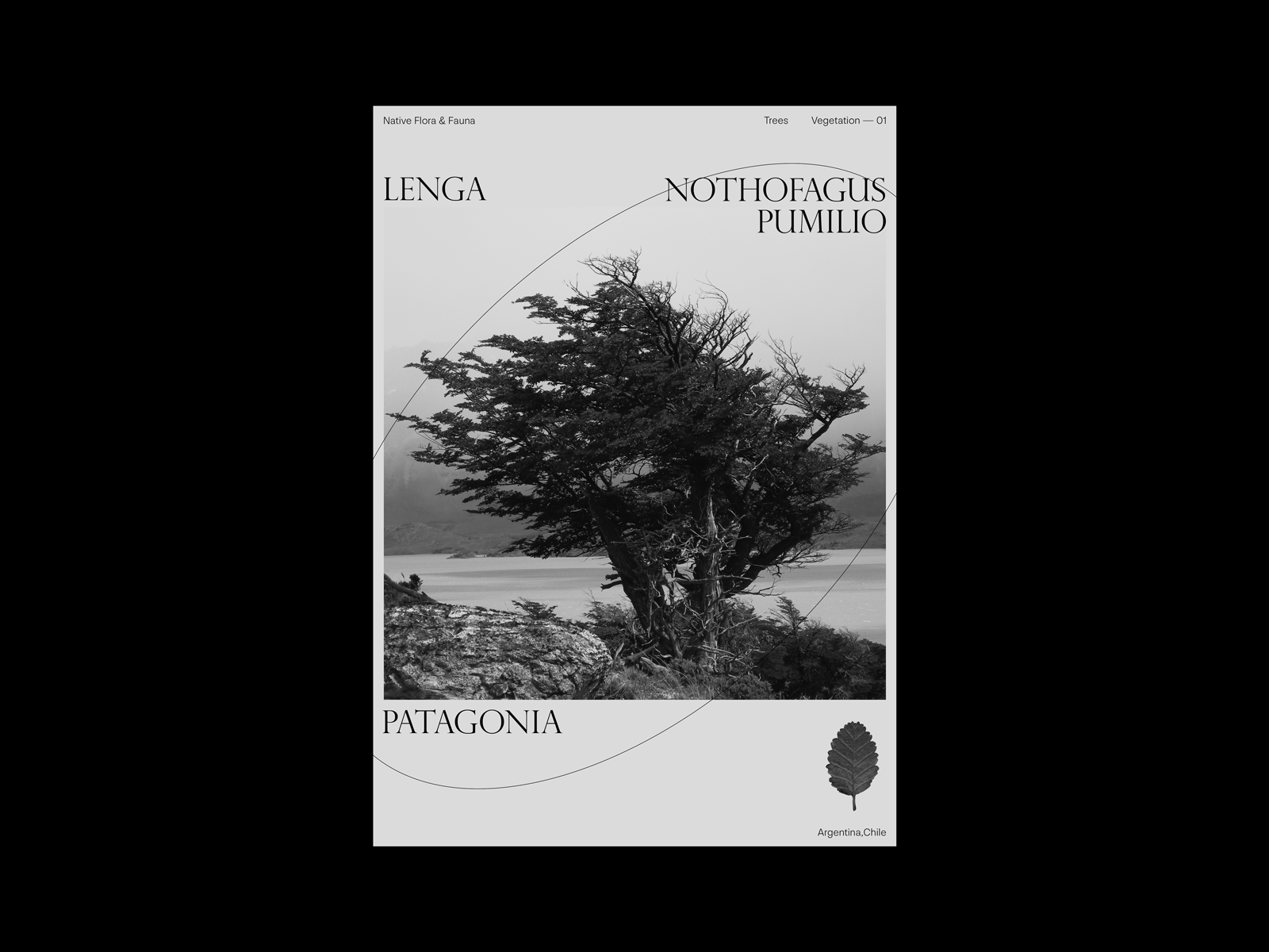 (02) PATAGONIA — NATIVE TREES argentina biology botanical chile design flora forest graphic design layout nature patagonia print trees