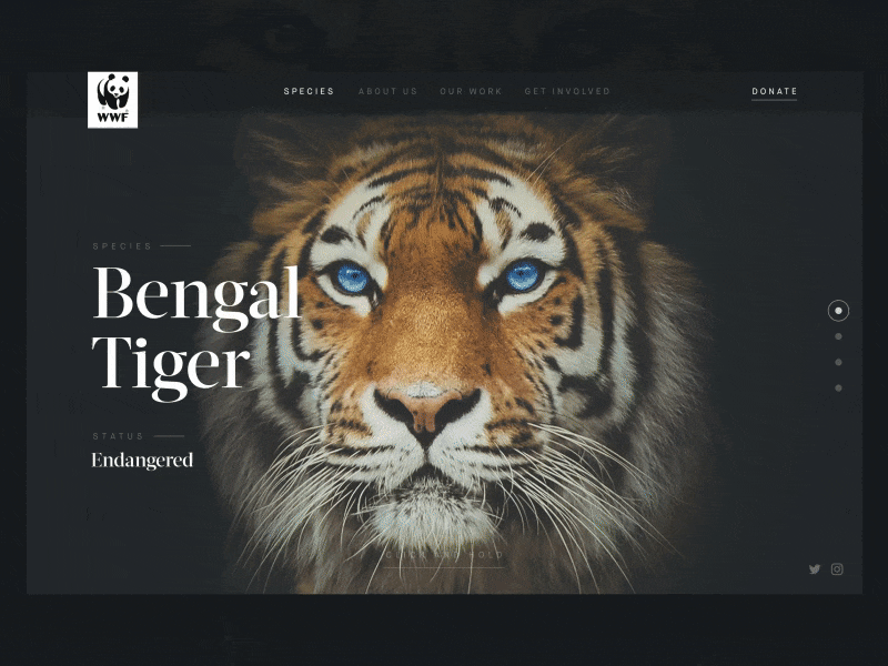 WWF: Header Transition after effects animal animation dark header interface lion ui ux web web design wwf