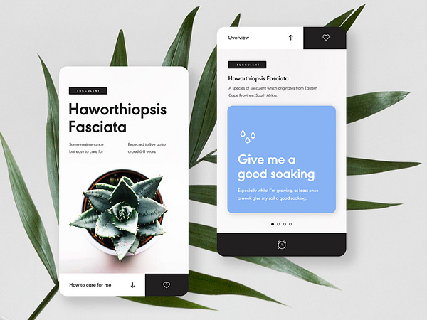 Plant Care App by Jess for Briefbox on Dribbble
