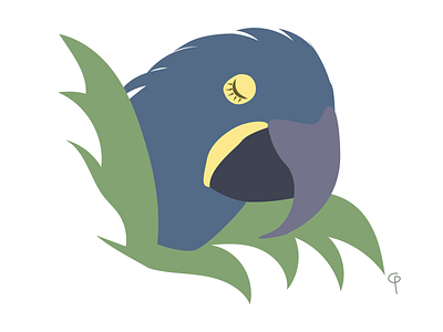 Hyacinth Macaw - Arara Azul