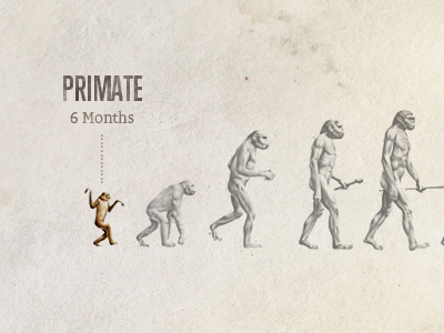 Primate, 6 months in birthday evolution illustration monkey primate