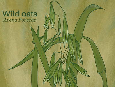 wild oats illustration
