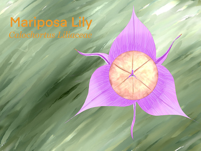 Mariposa Lily